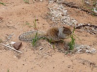 zion national park (31).JPG